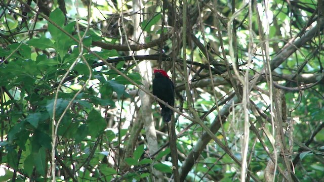 Helmeted Manakin - ML201681821