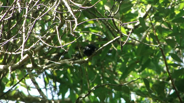 Helmeted Manakin - ML201681831