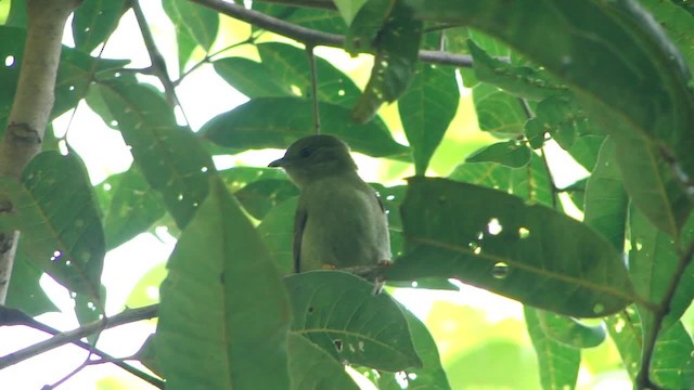 White-bearded Manakin - ML201681851