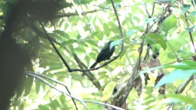 Sooty Grassquit - ML201681861