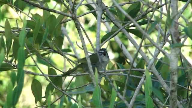 White-browed Warbler - ML201681881