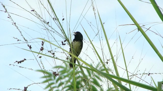 Yellow-bellied Seedeater - ML201681891