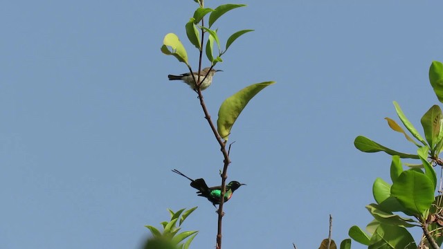 Beautiful Sunbird (Beautiful) - ML201681961