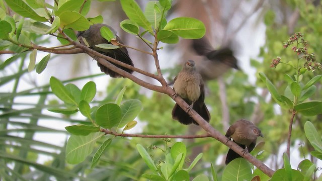 Brown Babbler - ML201681971