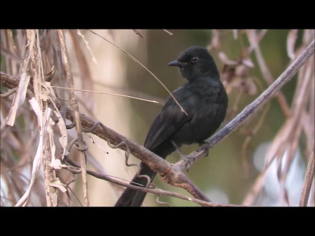 Northern Black-Flycatcher - ML201681981