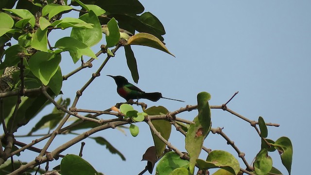 Beautiful Sunbird (Beautiful) - ML201681991