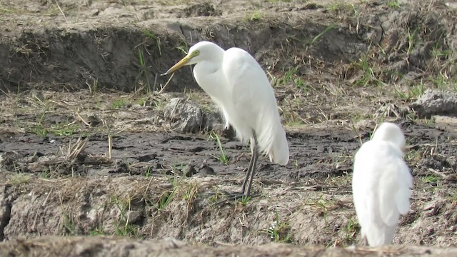 Yellow-billed Egret - ML201682011