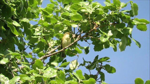 Iberian Chiffchaff - ML201682071