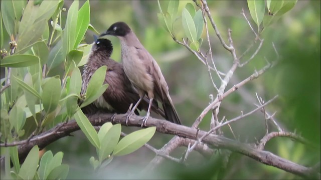 Weißaugen-Drosselhäherling (reinwardtii) - ML201682081