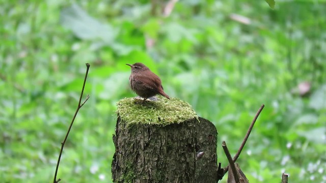 Eurasian Wren (Eurasian) - ML201682171