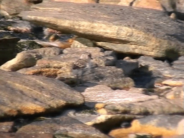 Two-banded Plover - ML201682371