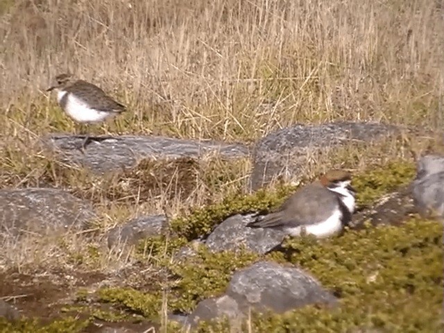 Two-banded Plover - ML201682381