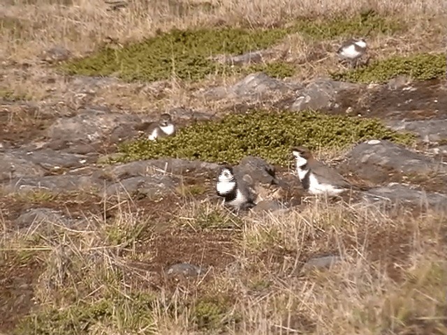 Two-banded Plover - ML201682391