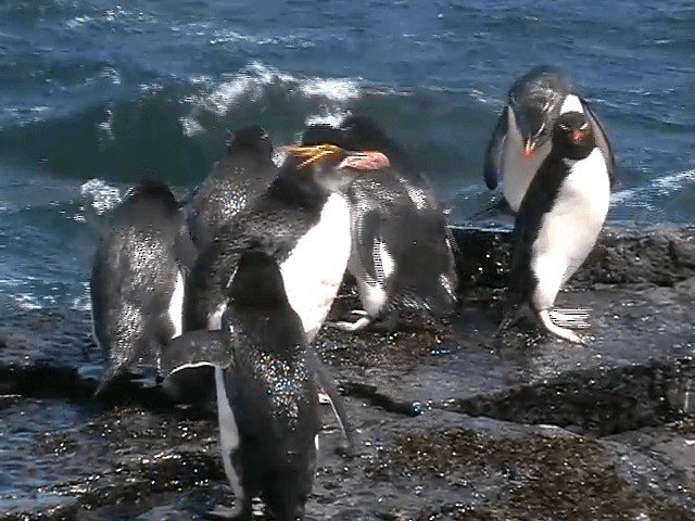 Златохохлый пингвин - ML201682421
