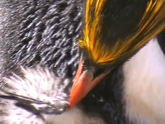 Златохохлый пингвин - ML201682431