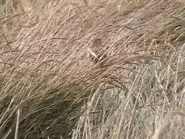 Grass Wren (Austral) - ML201682441