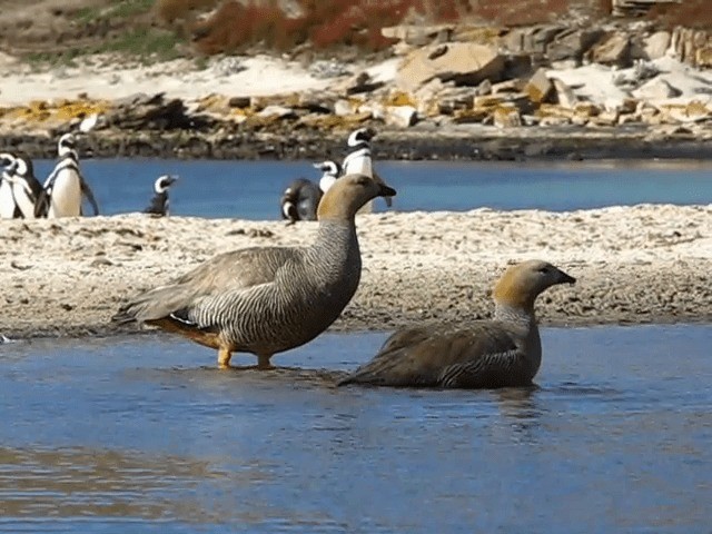 Ruddy-headed Goose - ML201682461