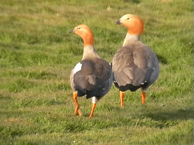 Ruddy-headed Goose - ML201682471