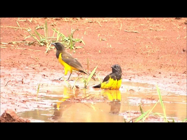 Yellow-rumped Marshbird - ML201682491