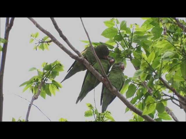 ソデジロインコ - ML201682561