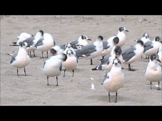 Franklin's Gull - ML201682581