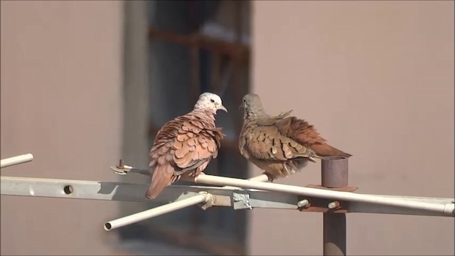 Ruddy Ground Dove - ML201682611