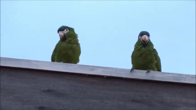 コミドリコンゴウインコ（cumanensis／longipennis） - ML201682621