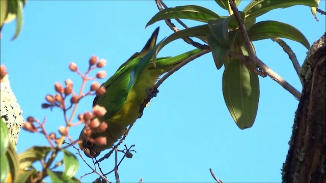 テツバシメキシコインコ - ML201682631