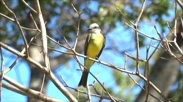 Tropical Kingbird - ML201682681