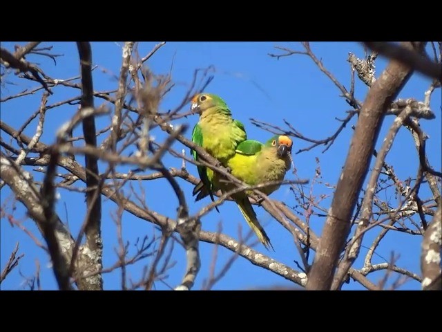 Conure couronnée - ML201682701