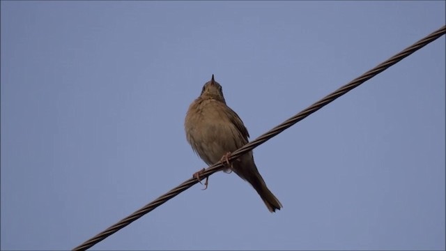 Hellmayr's Pipit - ML201682771