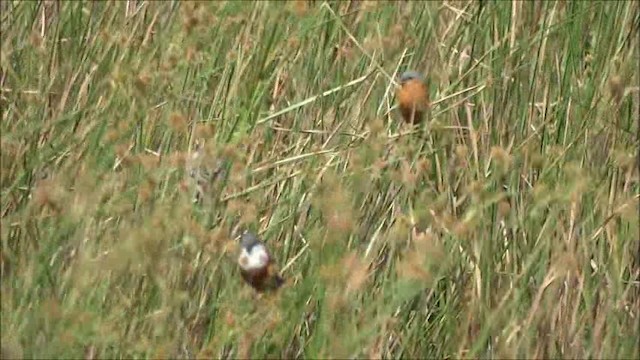 Tawny-bellied Seedeater - ML201682781