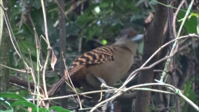 Batará Gigante - ML201682801