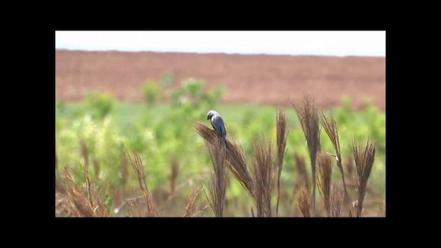 Black-bellied Seedeater - ML201682851