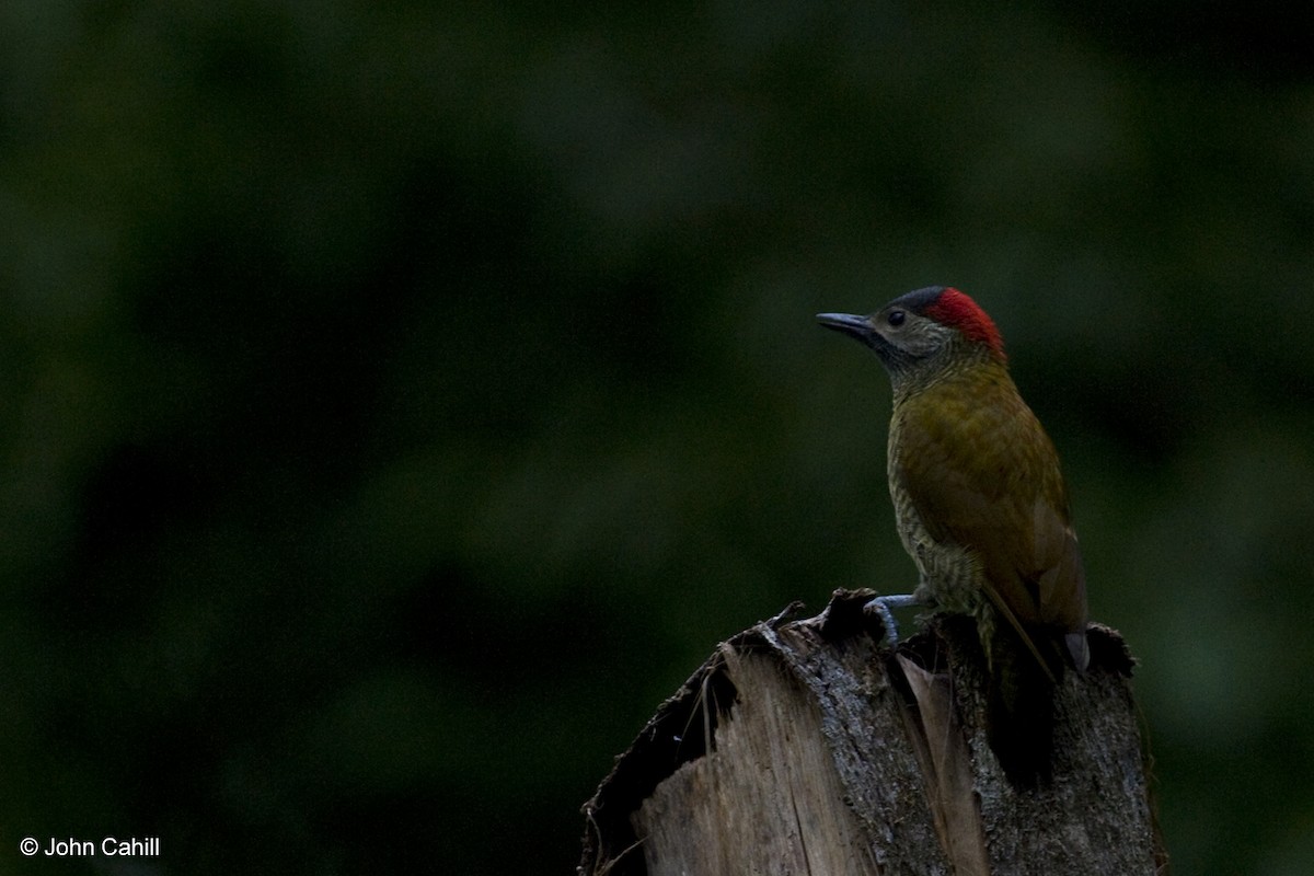 Golden-olive Woodpecker - ML20168291