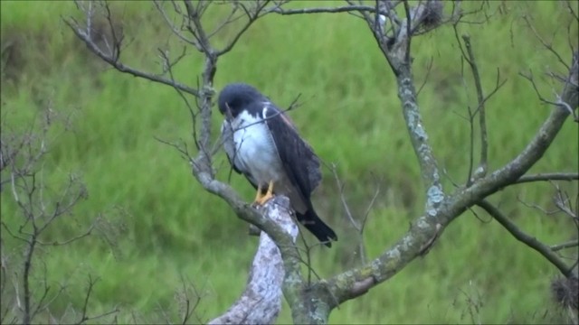 White-tailed Hawk - ML201682931