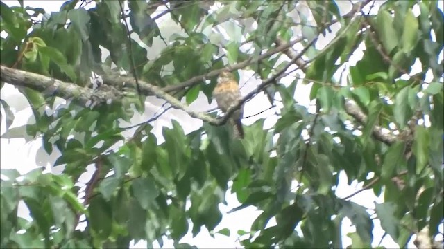 Western Striolated-Puffbird - ML201682991