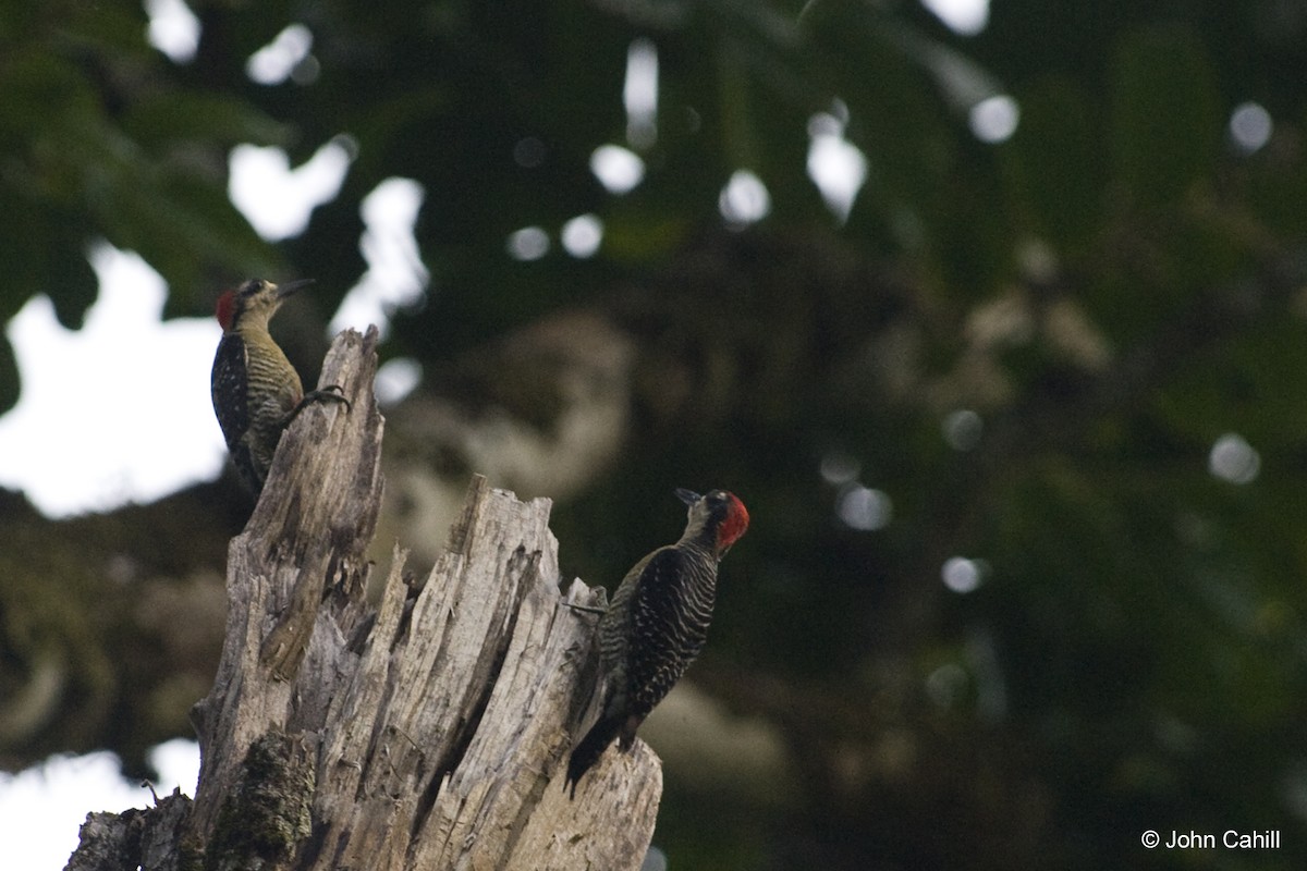 Black-cheeked Woodpecker - ML20168301