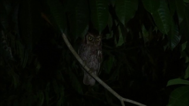 スピックスコノハズク - eBird