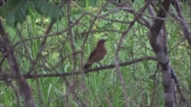 Hauxwell's Thrush - ML201683021