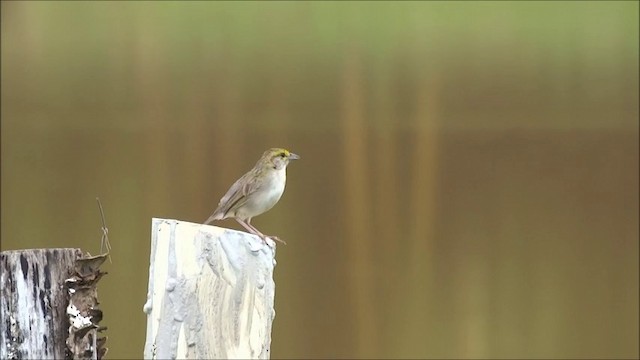 Yellow-browed Sparrow - ML201683041