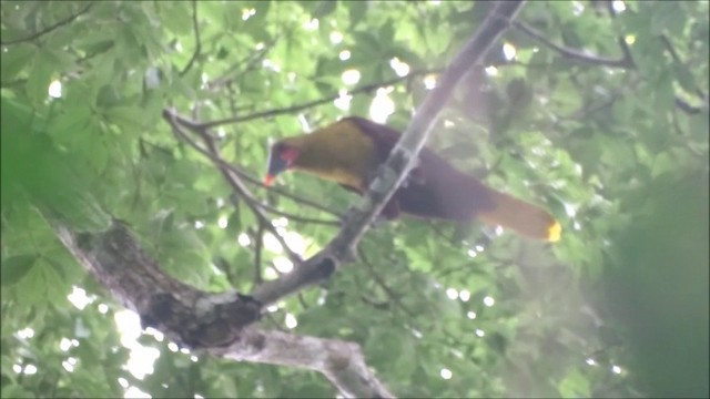 amazonoropendola (yuracares/neivae) - ML201683131