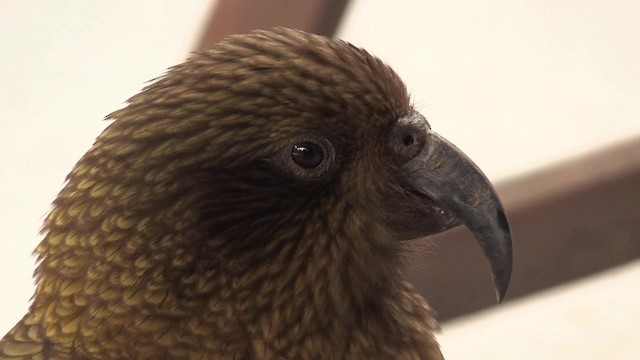 Kea - ML201683231