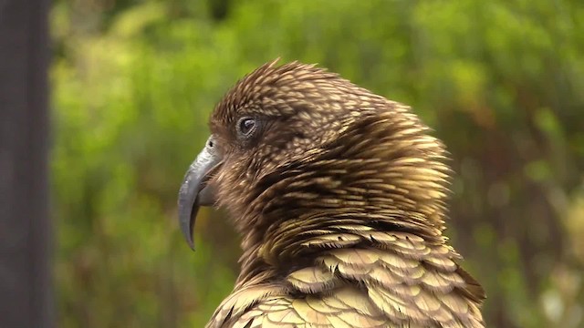 Kea - ML201683241