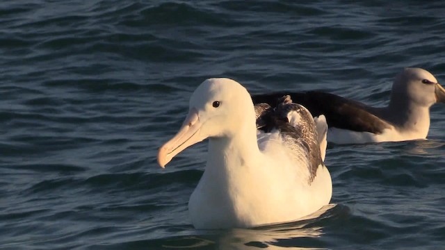 Southern Royal Albatross - ML201683251