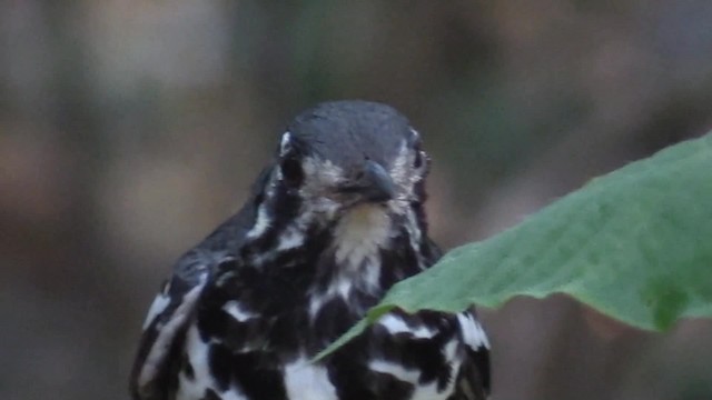 Ashy Thrush - ML201683271