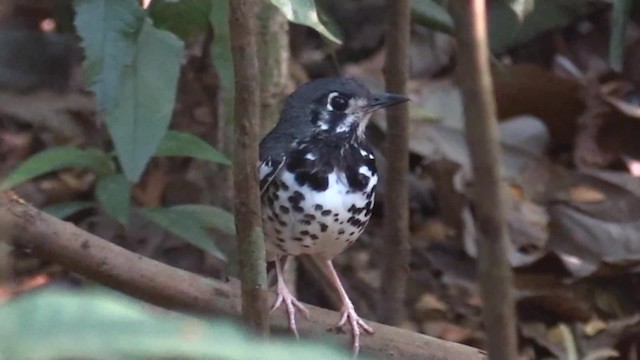 Ashy Thrush - ML201683281