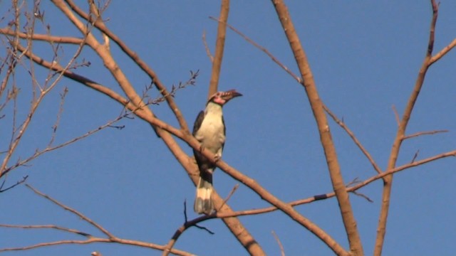 Luzonhornvogel - ML201683301