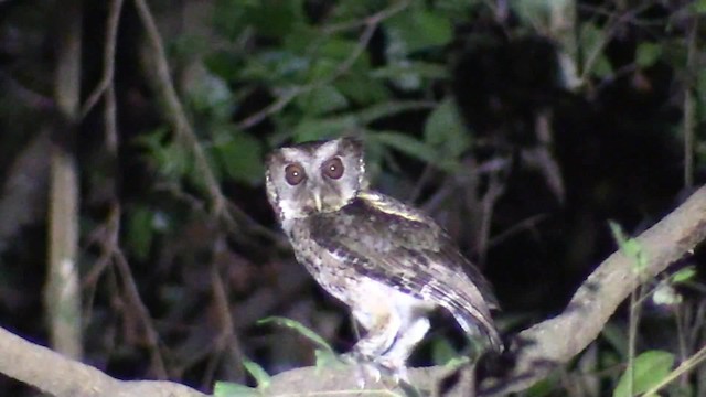 Philippine Scops-Owl - ML201683311