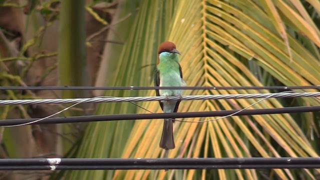 Rufous-crowned Bee-eater - ML201683331